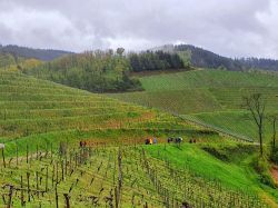 IMG-20220424-WA0000a