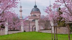 c1_23.3.25_Kirschblüte_Schwetzingen_19