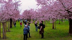 c2_23.3.25_Kirschblüte_Schwetzingen_22