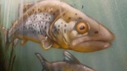 j1_PWV_26.4.25_Iffezheim-Favorite_8