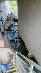 l_PWV_26.4.25_Iffezheim-Favorite_12