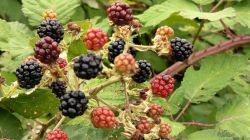 q1_Neckarsteinach_20.7.25_56