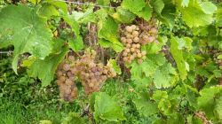 d2_21.9.25_Zellertal_Weingut_Lüll_34